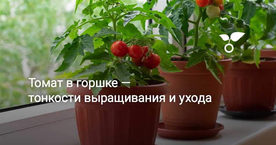 Факторы, влияющие на выбор объема горшка для томата
