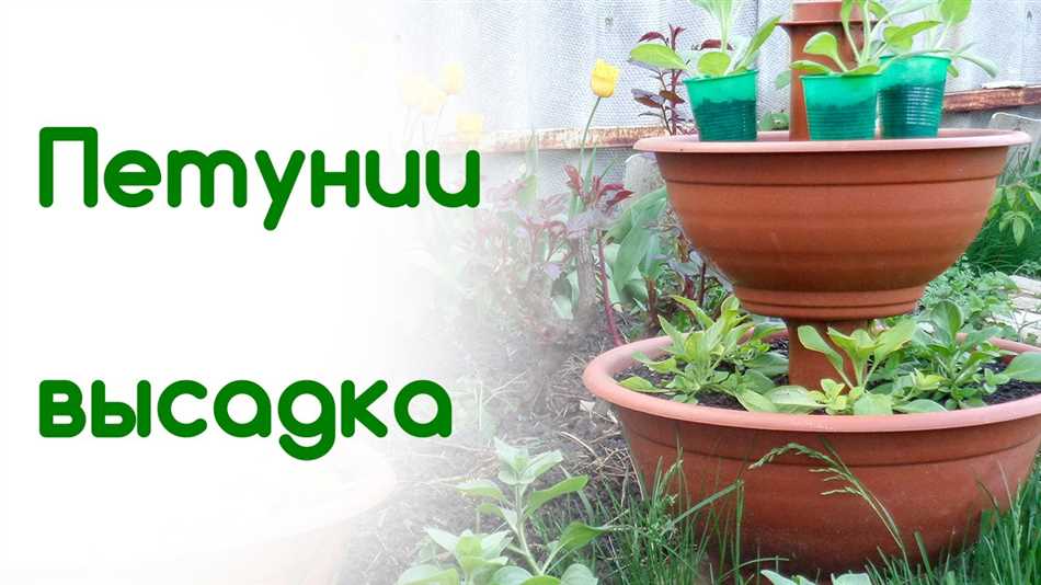 Измерение высоты и диаметра лобелии