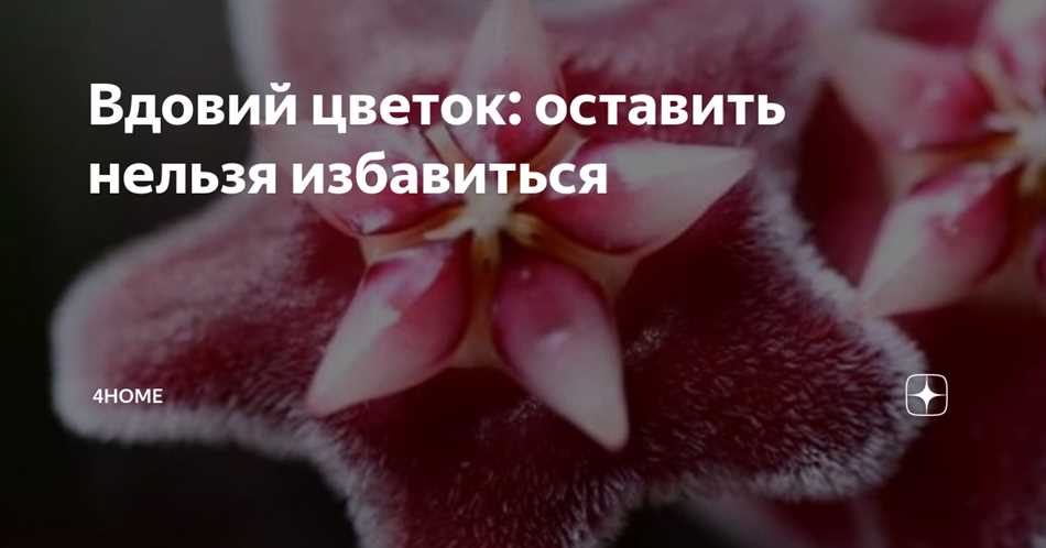 Символика и значение вдовьего цветка
