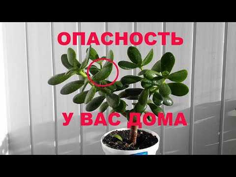 Потенциальный ущерб