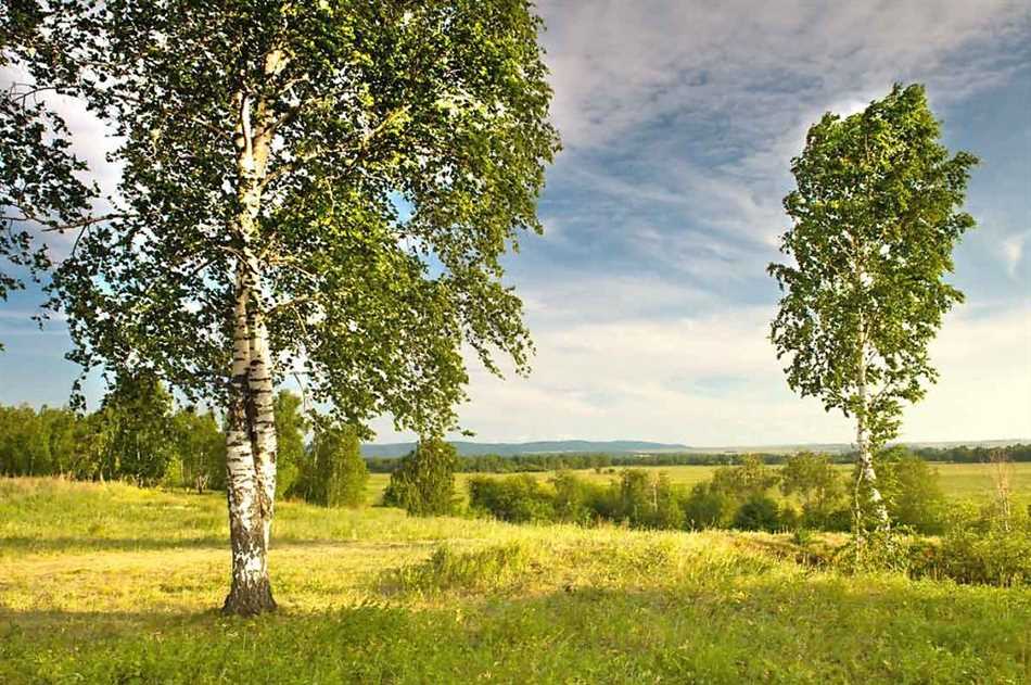 Березовый уголь для очищения организма