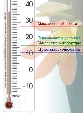 Температурные режимы для комнатных растений