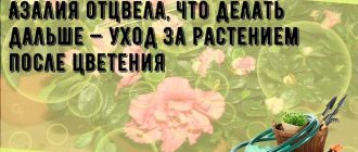 Что делать, когда азалия отцвела? Советы по уходу за азалией после цветения