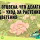 Что делать, когда азалия отцвела? Советы по уходу за азалией после цветения