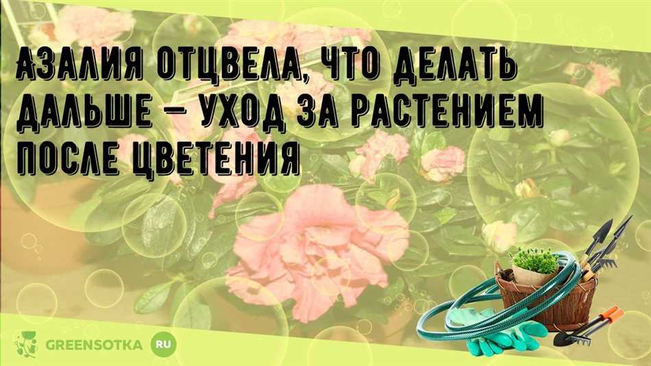 Когда азалия отцвела что делать дальше?