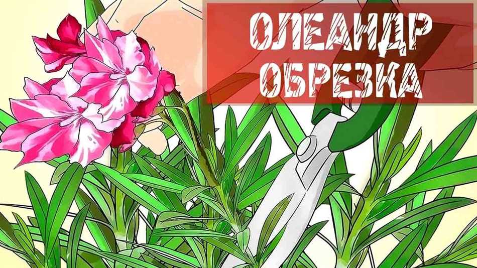 Когда и как обрезать олеандр?