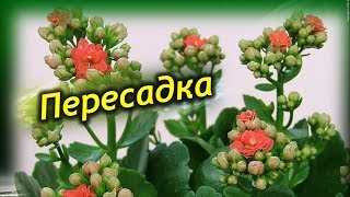 Выбор горшка