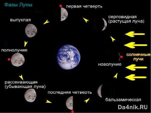 Когда лучше пересаживать растения на новолуние или на растущую луну?