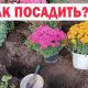 Когда лучше сажать хризантему шаровидную в саду