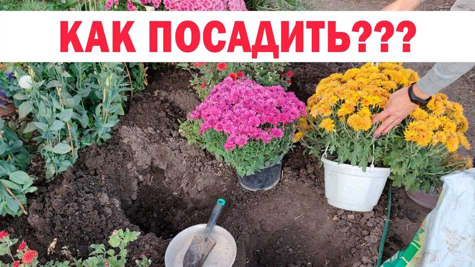 Когда лучше сажать хризантему шаровидную?