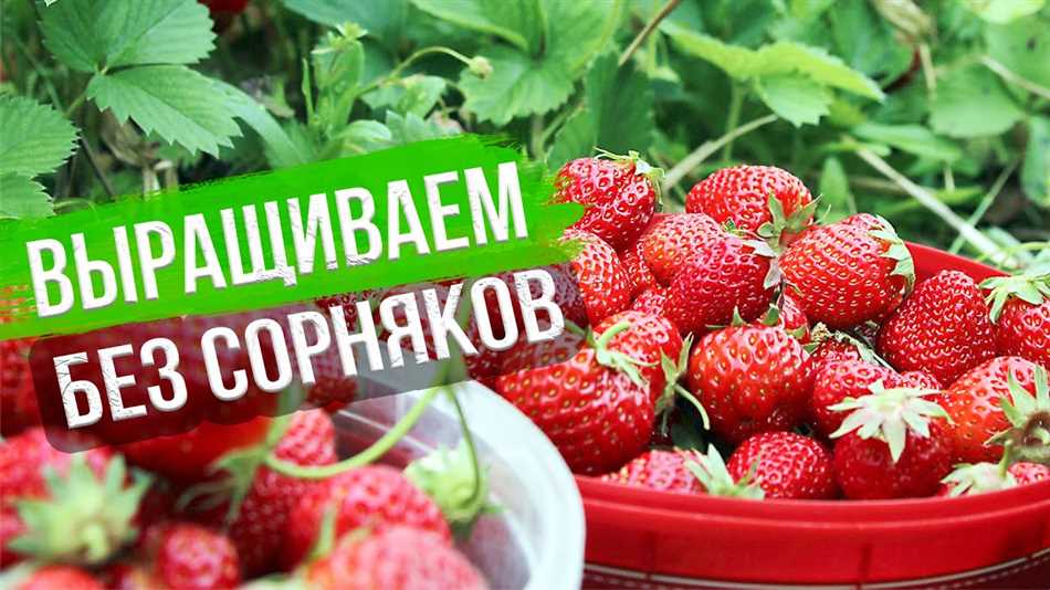 Когда можно есть клубнику после обработки борной кислотой?