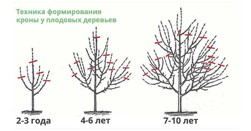 Следует ли формировать деревья и кустарники после заморозков?