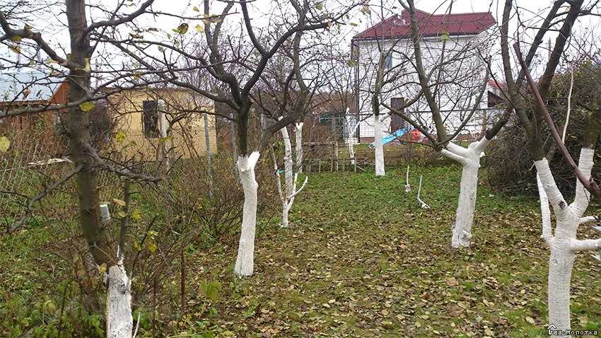 Важные моменты при обрезке осенних растений