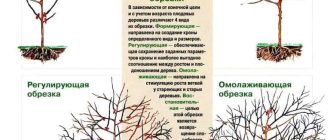 Когда лучше обрезать молодые побеги на плодовых деревьях летом