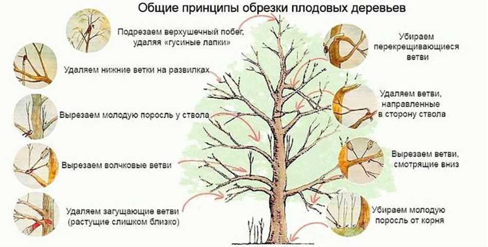 Важность обрезки побегов у плодовых деревьев летом