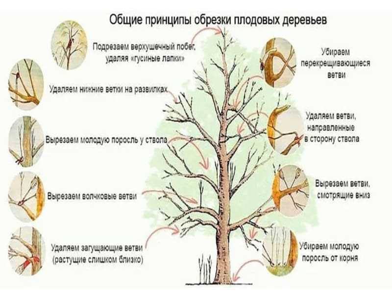 Последствия неправильной обрезки побегов летом