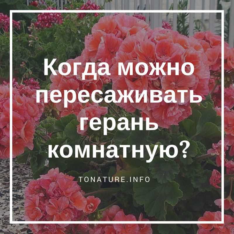 3. Какая почва подходит для пересадки?