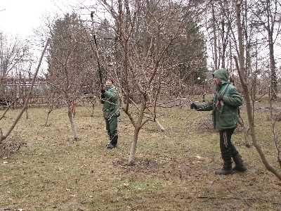 Весенняя обрезка