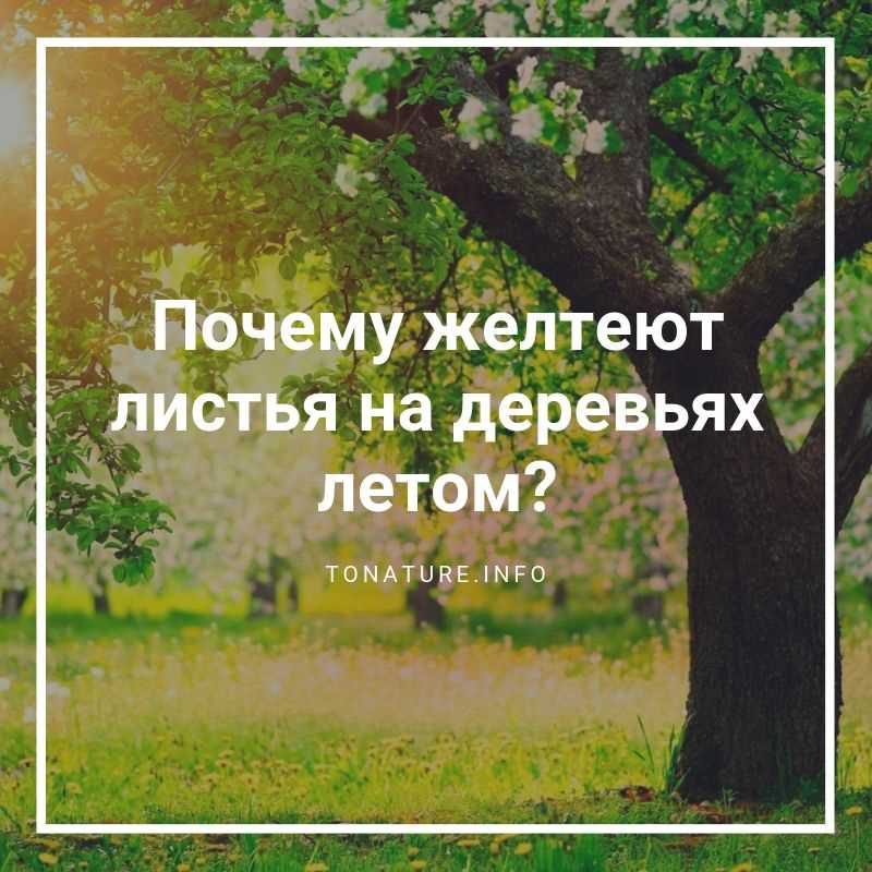 Когда начинают желтеть листья на деревьях?