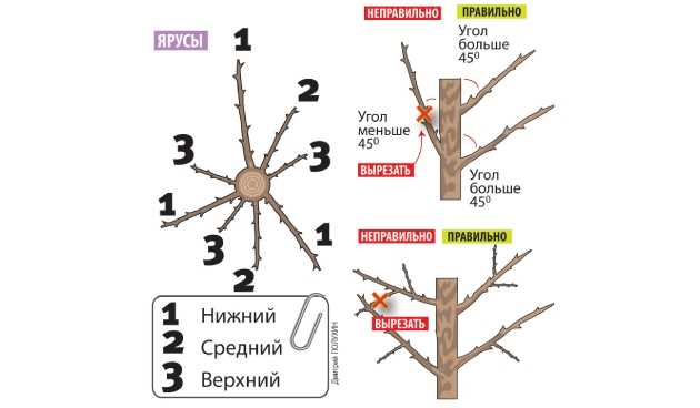 Обработка яблонь