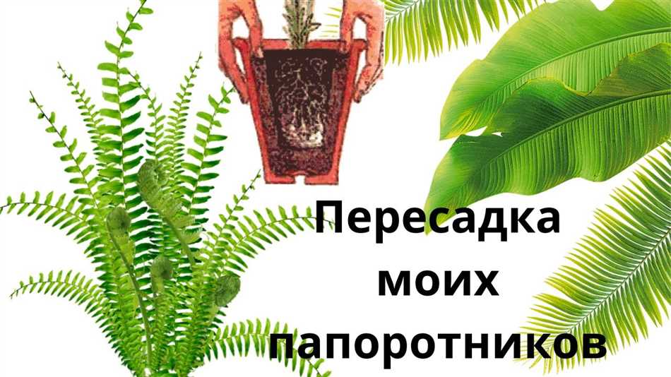 Когда нужно пересаживать папоротник далию и какой грунт?