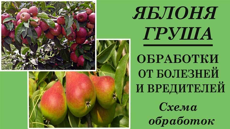 Как правильно обрабатывать яблони осенью?