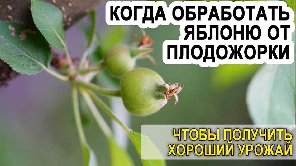 Выбор момента для обработки яблоней ведет к более эффективным результатам