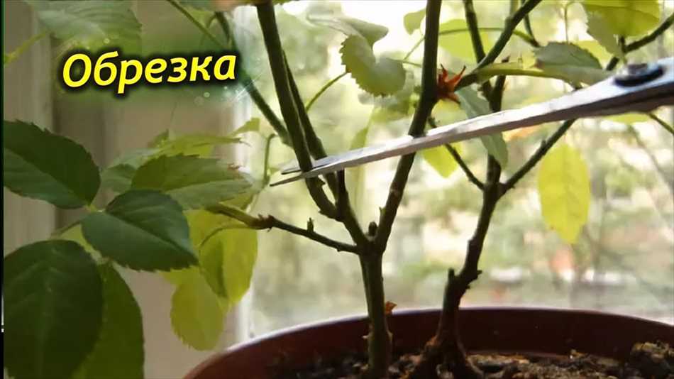 Зимняя обрезка гибискуса: мифы и реальность