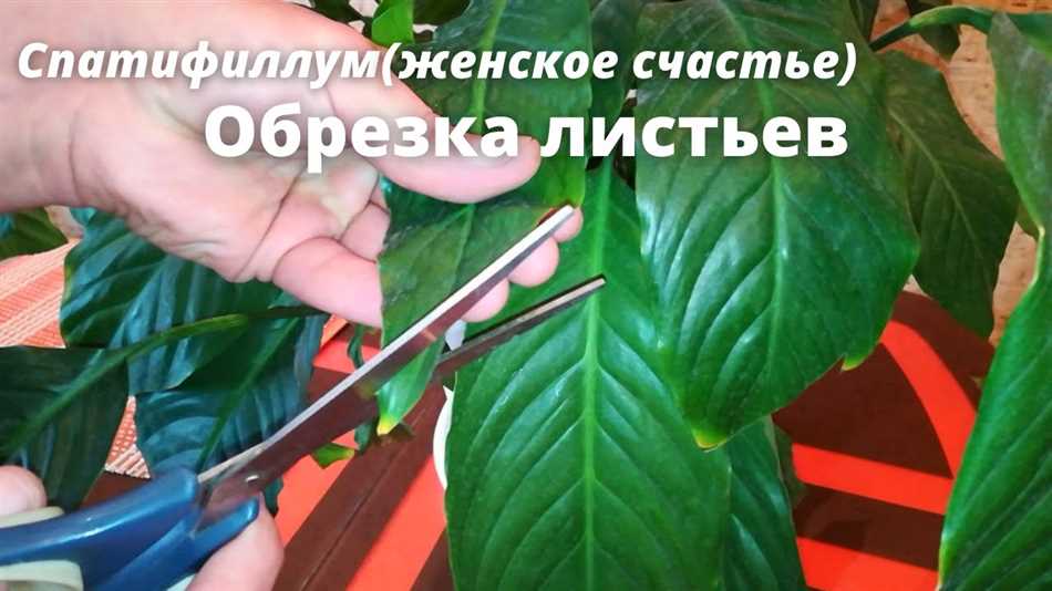 Полезные советы для обрезки летом