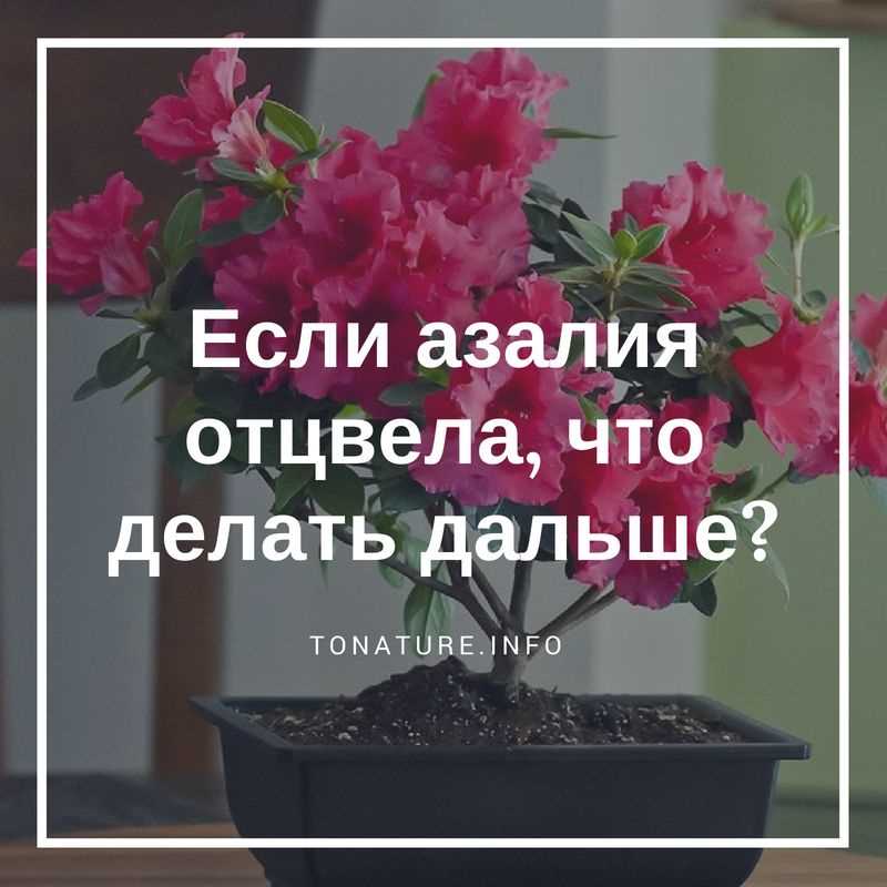 Как ухаживать за азалией после цветения?