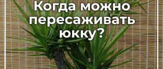 Когда лучше пересаживать юкку: правила и советы