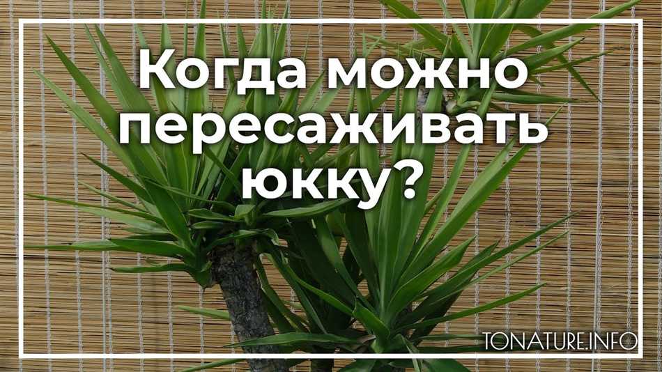 Когда пересаживать юкку?