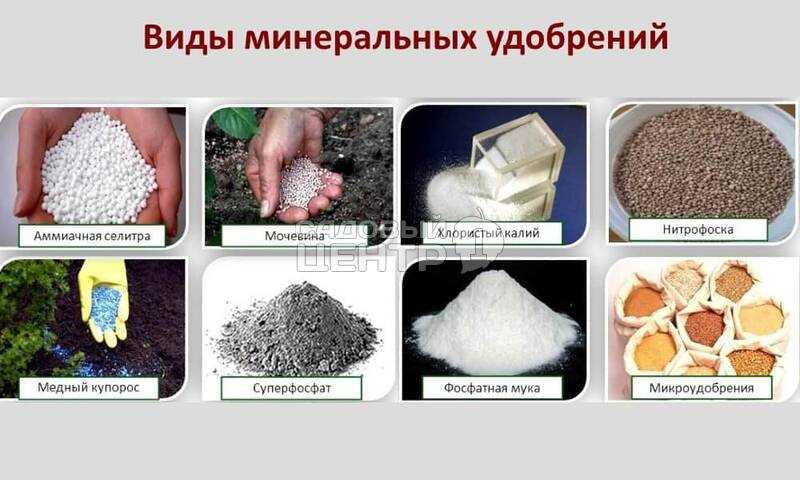 Когда применять удобрения комплексные азот фосфор калий?