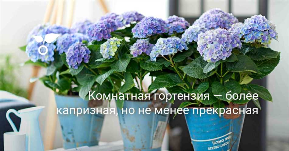 Когда провести пересадку гортензии в горшке после покупки в магазине?