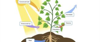 Когда растения вырабатывают кислород