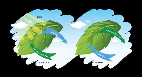 Фотосинтез и кислород в свете