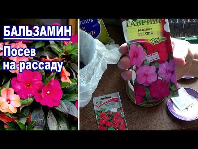 Свет