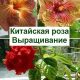 Когда отщипывают макушки у китайской розы: важные нюансы и рекомендации