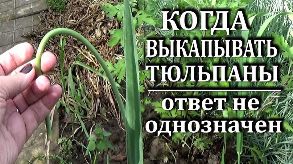 Факторы, влияющие на определение времени выкапывания луковиц