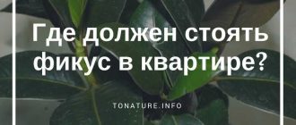 Как правильно разместить крупный фикус Бенджамина в комнате: 7 лучших мест