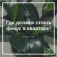 Как правильно разместить крупный фикус Бенджамина в комнате: 7 лучших мест