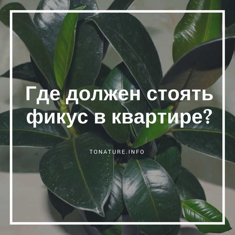 Куда поставить большой фикус Бенджамина в комнате?