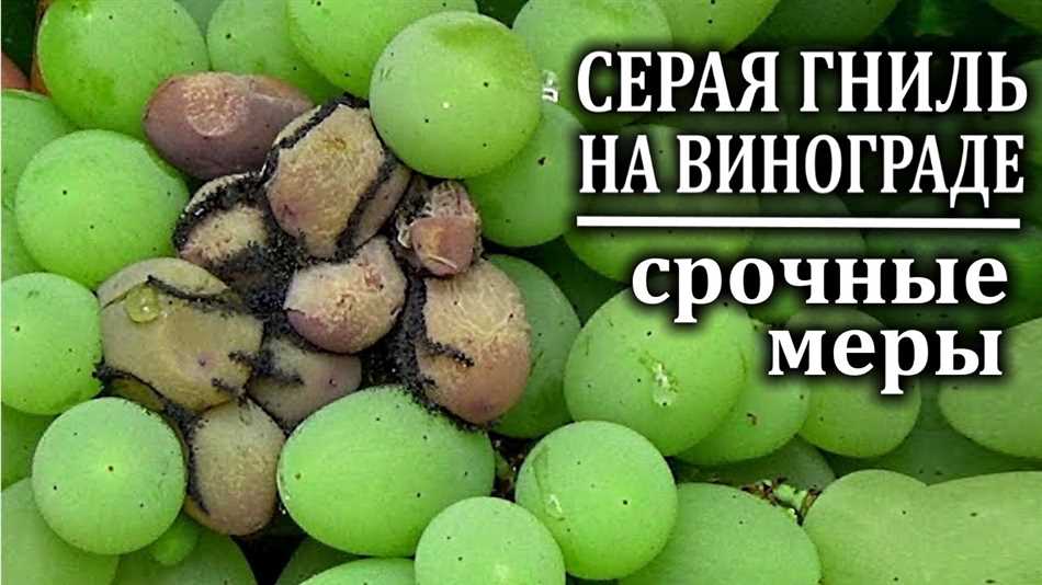 Лучший препарат от серой гнили на винограде