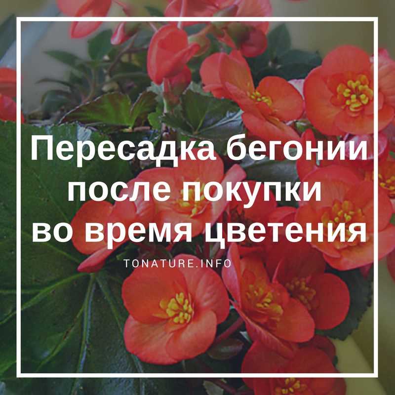 1. Проверьте листья