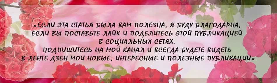 Как правильно брызгать герань?