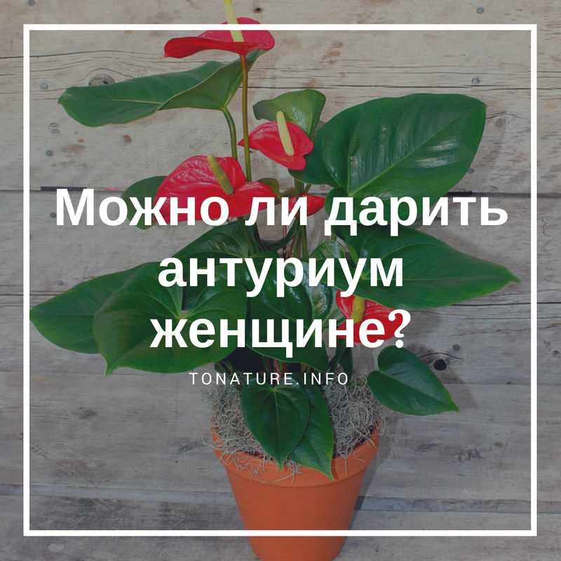 Особенности антуриума как подарка