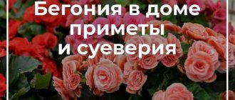 Бегония: приметы и суеверия о домашнем содержании