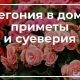 Бегония: приметы и суеверия о домашнем содержании