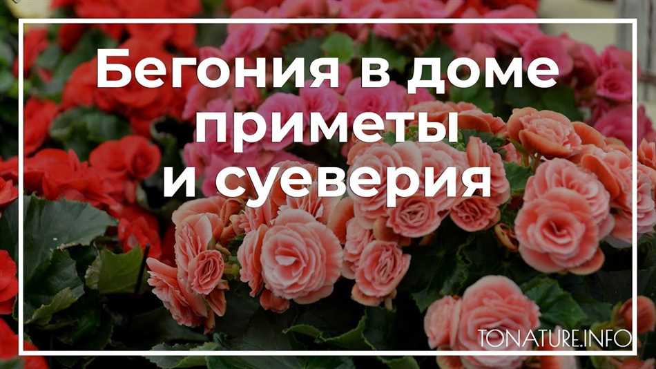 Можно ли держать дома бегонию приметы и суеверия?