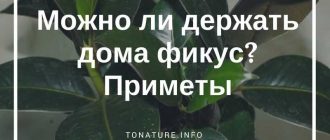 Приметы о домашнем фикусе каучуконосном: можно ли его держать в доме?